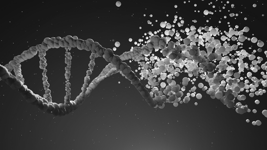 Telomere Erosion and DNA Damage: A Clock Beneath the Genome